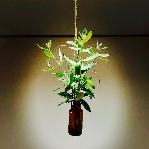 ムーンテッド（MoonTed）の日記より、麻ひもで吊るした茶色の小瓶に挿したオリーブの枝。スポットライトに照らされたベージュの壁