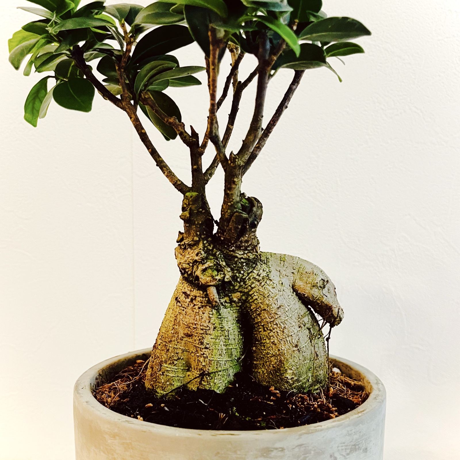 ムーンテッド(MoonTed)の日記より、灰色の鉢に植えたガジュマル。熊やアザラシのような形の太い幹から、枝と葉が伸びる