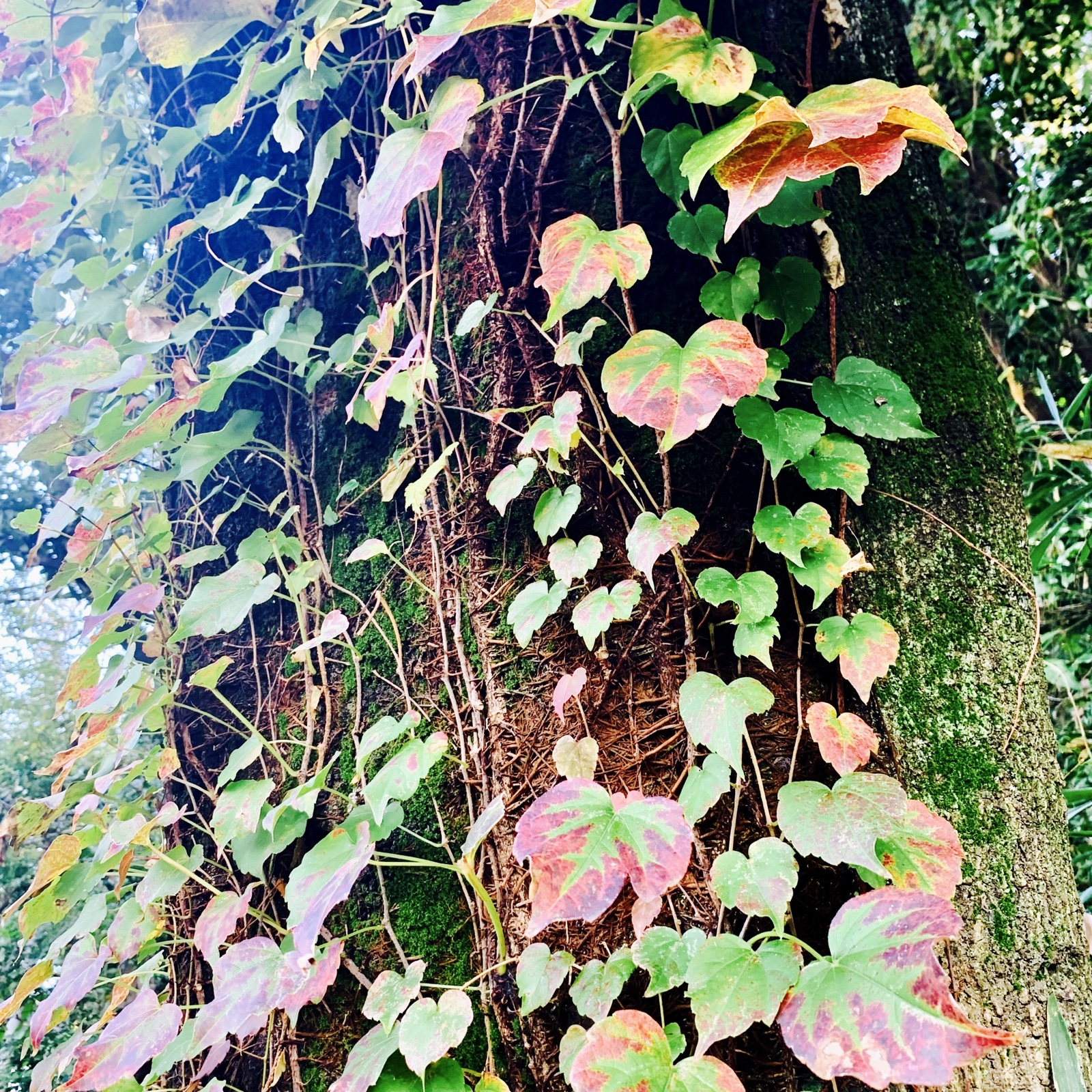 ムーンテッド（MoonTed）の日記より、苔むした大木の幹に絡まる、紅葉しはじめたツタの葉