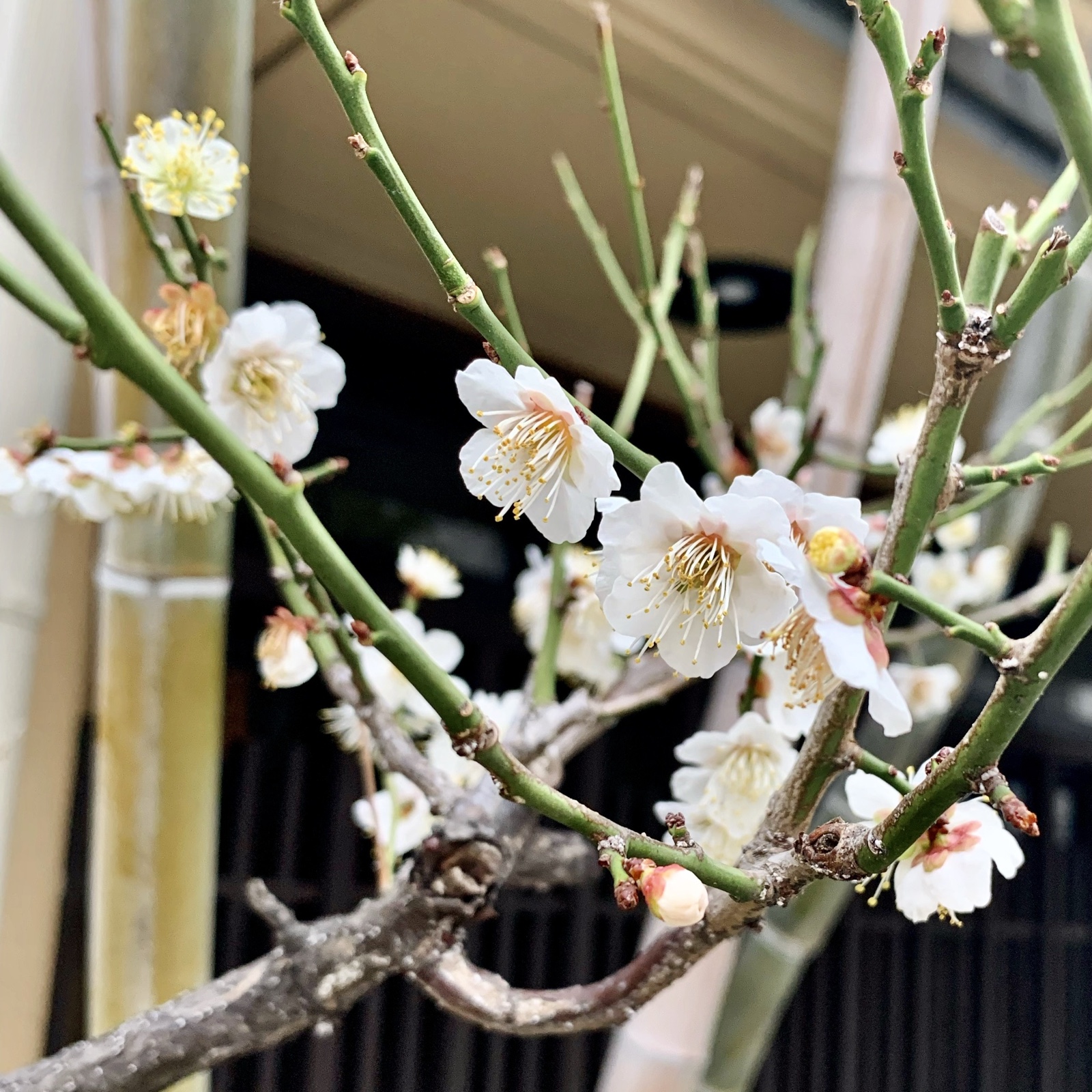 ムーンテッド（MoonTed）の日記より、緑の枝に咲く白い梅の花