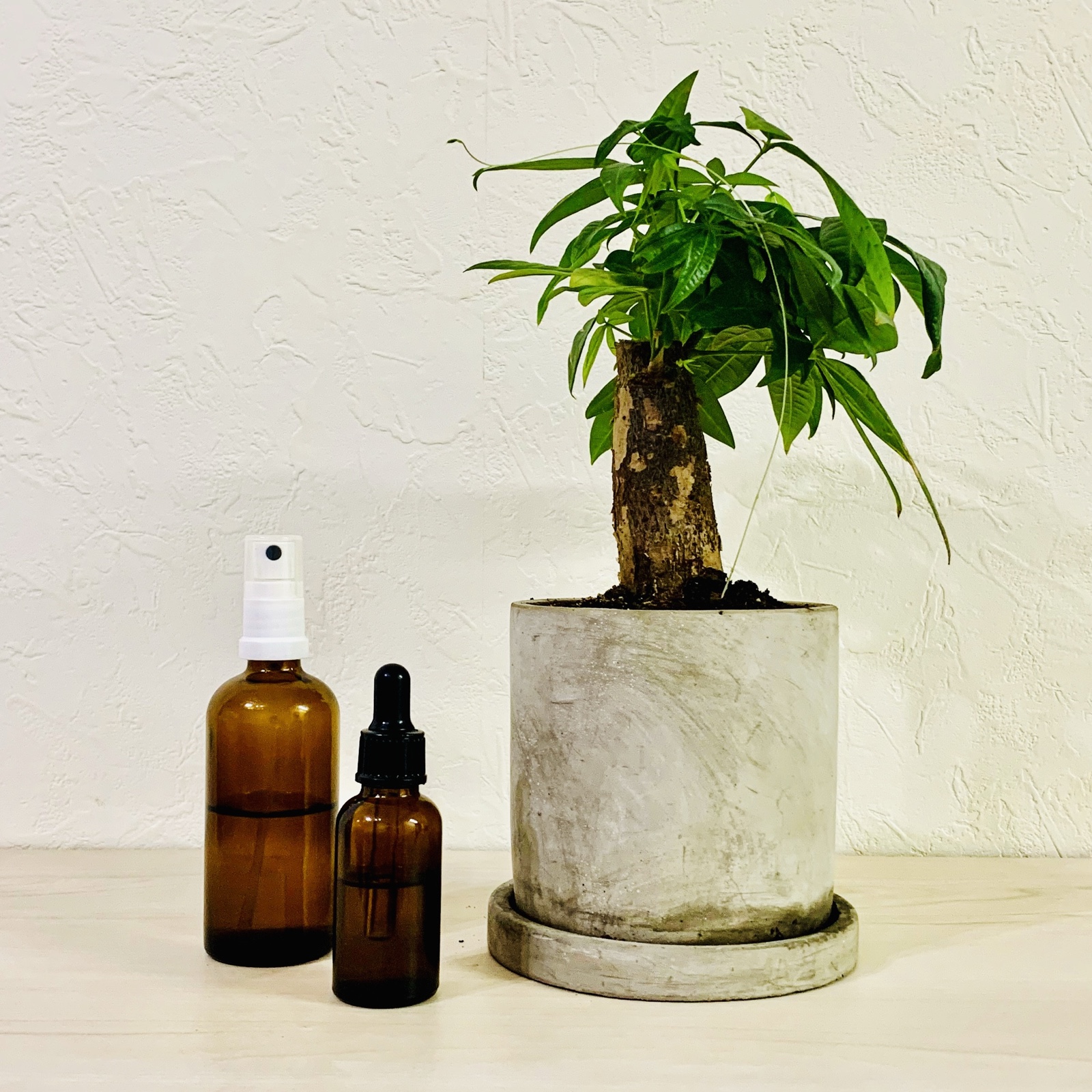 ムーンテッド(MoonTed)の日記より、灰色のセメント鉢に植えた新しいパキラ。横にスプレーボトルとスポイト付きの遮光瓶