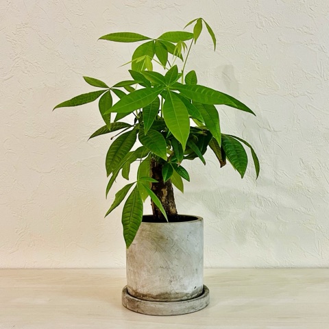 ムーンテッド（MoonTed）の日記より、灰色のセメント鉢に植えたパキラ。背丈が伸び、葉が茂っている