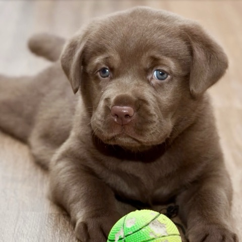 ムーンテッド（MoonTed）の日記より、緑のボールの前で伏せる、チョコレート色のラブラドールの子犬