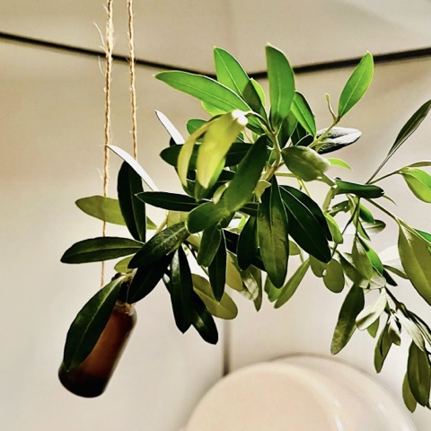 ムーンテッド（MoonTed）の日記より、麻紐で吊るした茶色の小瓶に挿した、オリーブの枝