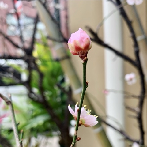 ムーンテッド（MoonTed）の日記より、ピンクの梅のつぼみと、開きかけた小さな花