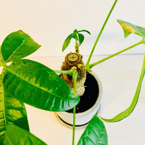 ムーンテッド（MoonTed）の日記より、上から見たパキラ。葉が減ってスカスカになり、幹の先から小さな芽が出ている