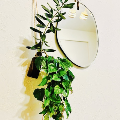 ムーンテッド（MoonTed）の日記より、壁に吊るした遮光瓶の花瓶。オリーブとアイビーがあふれるように挿してあり、横に楕円の鏡